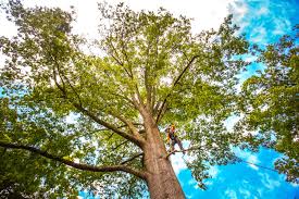 Best Storm Damage Tree Cleanup  in Woodbine, GA