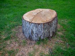 Best Tree Mulching  in Woodbine, GA