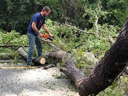 Best Stump Grinding and Removal  in Woodbine, GA