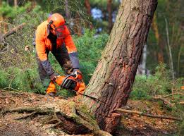 Best Palm Tree Trimming  in Woodbine, GA