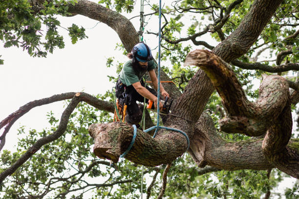 Reliable Woodbine, GA Tree Care Solutions
