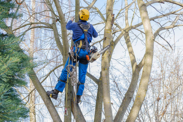 How Our Tree Care Process Works  in  Woodbine, GA