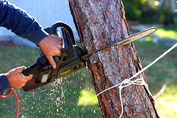 Best Pest Control for Lawns  in Woodbine, GA