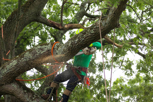 Best Lawn Watering Services  in Woodbine, GA