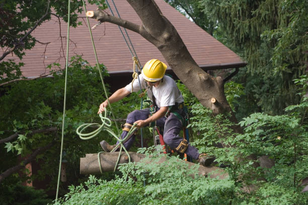 Best Root Management and Removal  in Woodbine, GA