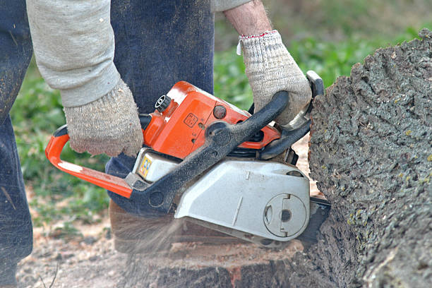 Best Arborist Consultation Services  in Woodbine, GA