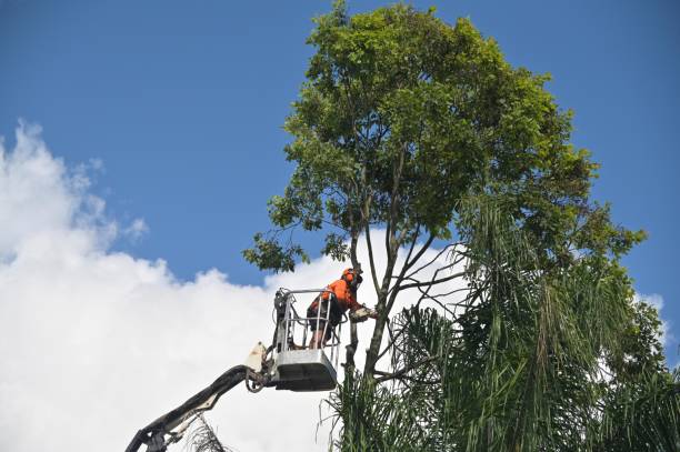 Best Aeration Services  in Woodbine, GA