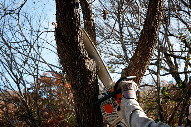 Best Lawn Renovation and Restoration  in Woodbine, GA