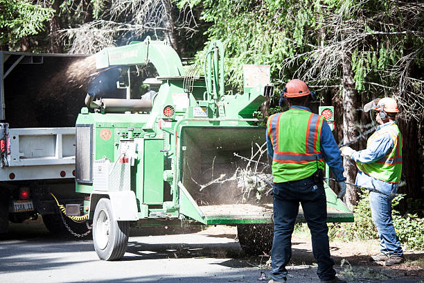 Best Commercial Tree Services  in Woodbine, GA