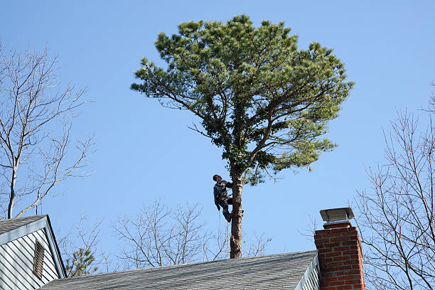 Best Fruit Tree Pruning  in Woodbine, GA
