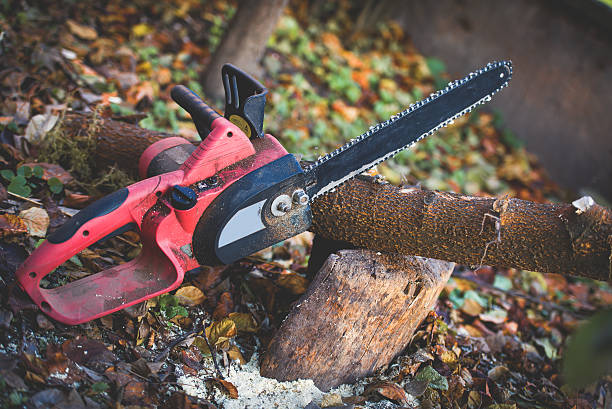 Best Tree Cabling and Bracing  in Woodbine, GA