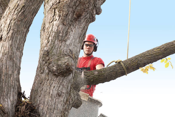Best Lawn Mowing  in Woodbine, GA